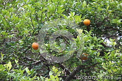 Clove lemon, Citrus Ã— limonia, ripe on lemon tree in a garden in SÃ£o Paulo, Brazil. Stock Photo